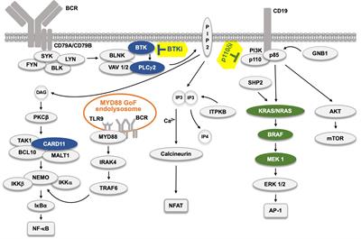 Frontiers | Resistance Mutations To BTK Inhibitors Originate From The ...